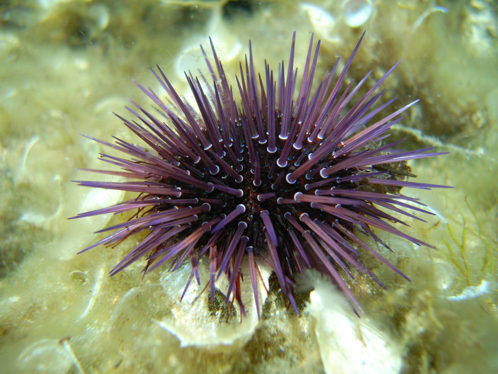 Riccio viola (Paracentrotus lividus)