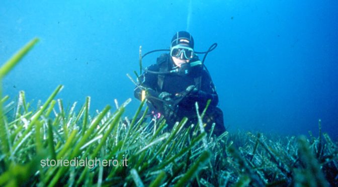 Nome e cognome? posidonia oceanica.  La storia di una pianta straordinaria.