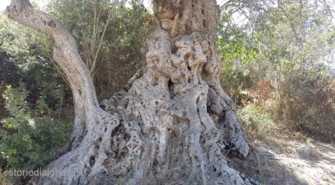 Il grande vecchio di Covas