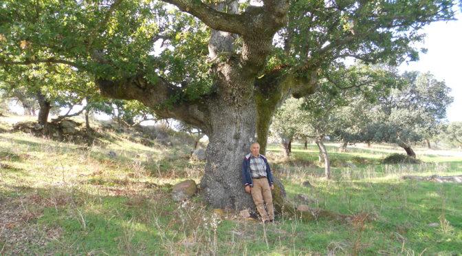 La Quercia gigante