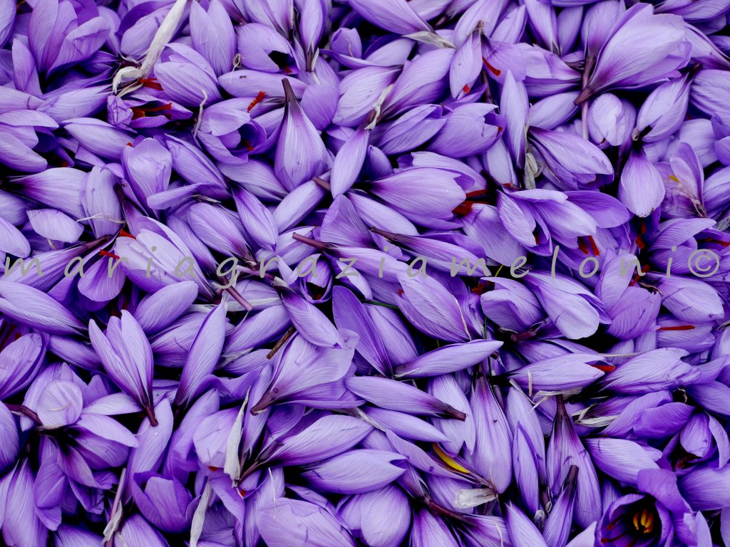 Zaffera foto di Maria Grazia Meloni