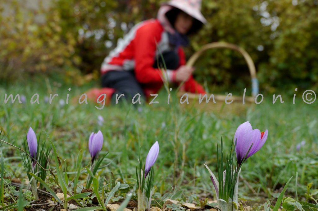 Zaffera foto di Maria Grazia Meloni
