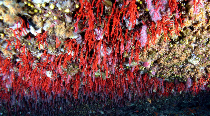 Il sommozzatore corallaro, un mestiere unico al mondo