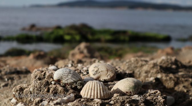 La spiaggia fossile di Alghero