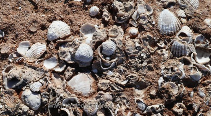 La Spiaggia Fossile di Alghero