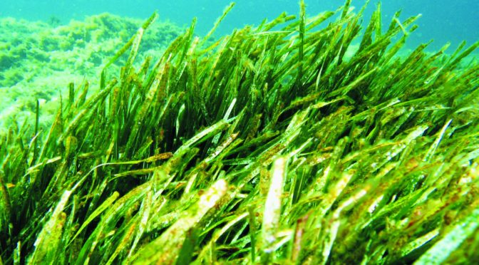 La storia della Posidonia, ma anche storia di alghe, Alghero e fondali marini