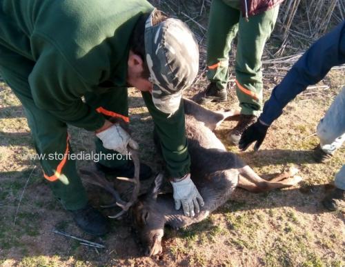 Daino salvato ad Alghero risvegliato con le carezze dei soccorritori